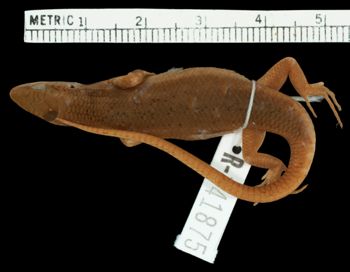 Media type: image;   Herpetology R-141875 Aspect: dorsal